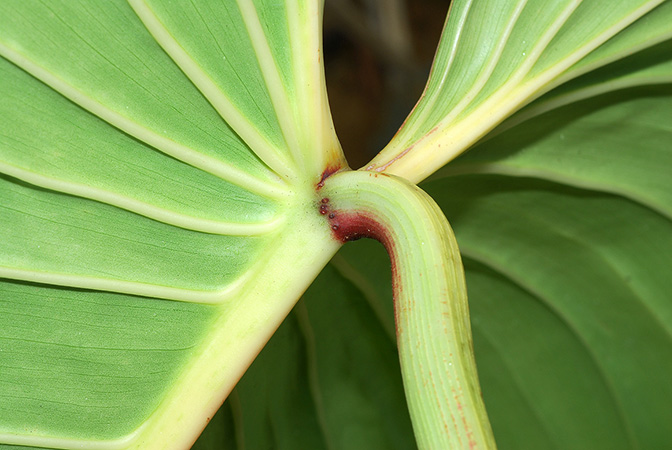 Philodendron quelalii