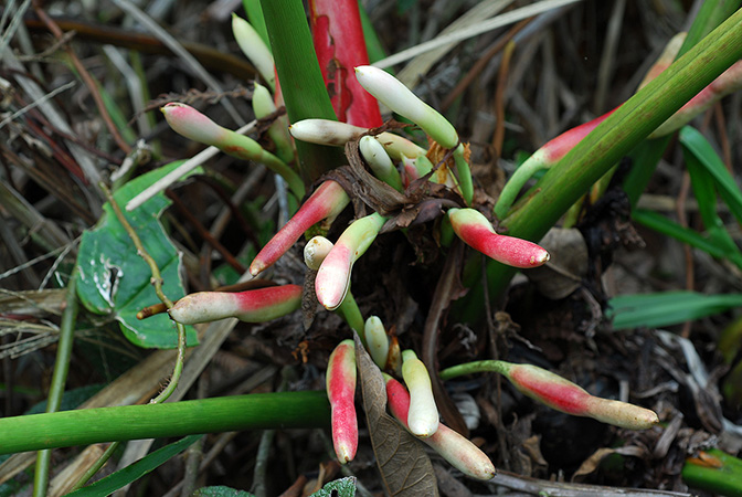Philodendron quelalii