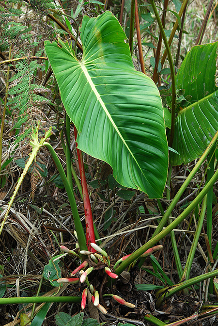 Philodendron quelalii