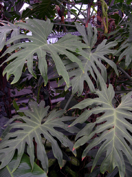 Philodendron radiatum