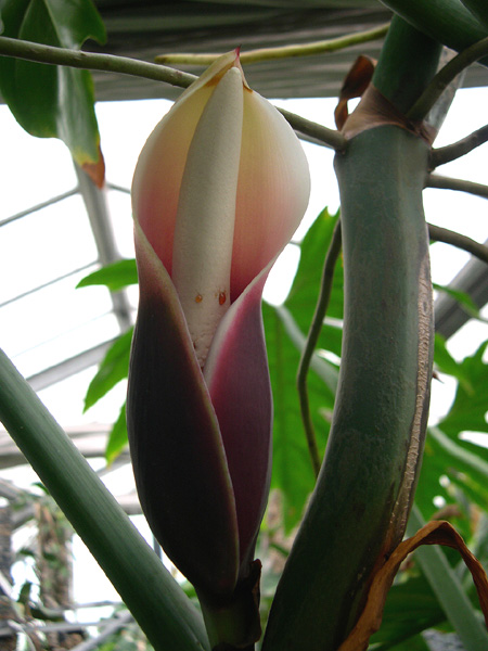 Philodendron radiatum