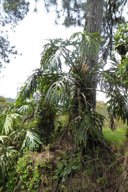 Philodendron radiatum