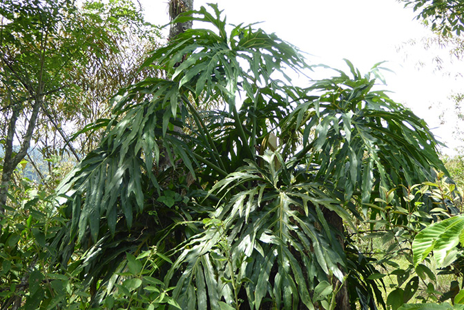 Philodendron radiatum