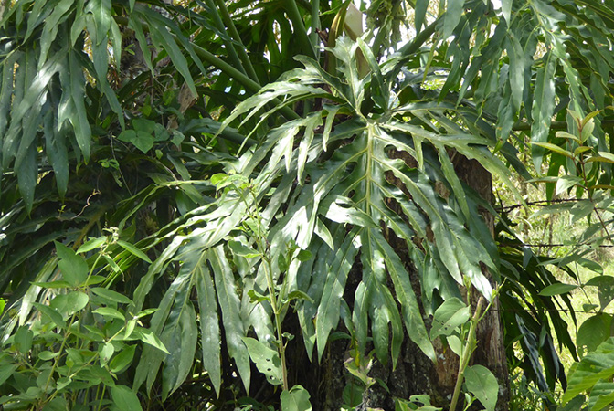 Philodendron radiatum