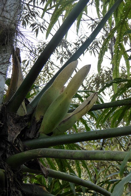 Philodendron radiatum