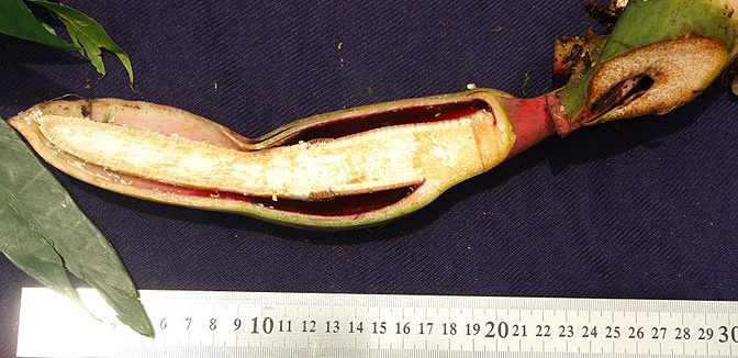 Philodendron radiatum