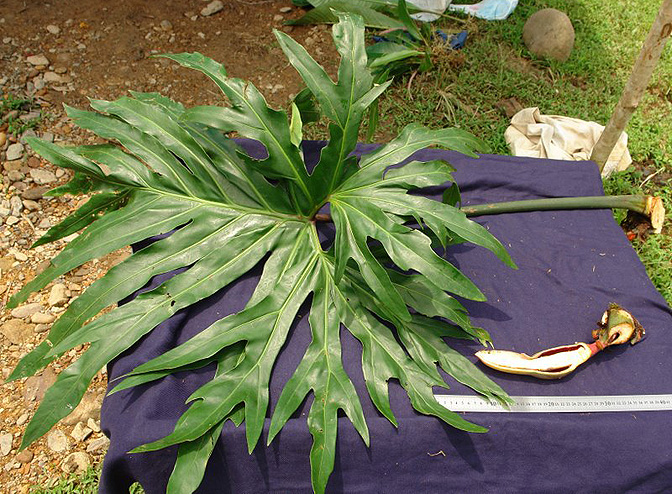 Philodendron radiatum