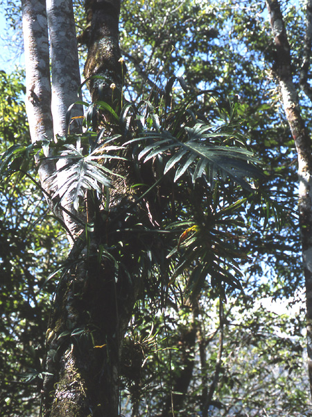 Philodendron radiatum