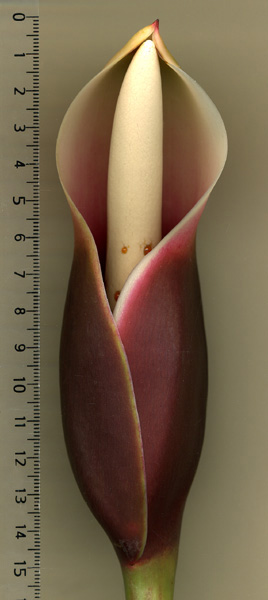 Philodendron radiatum
