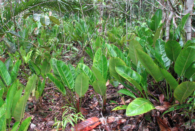 Philodendron remifolium