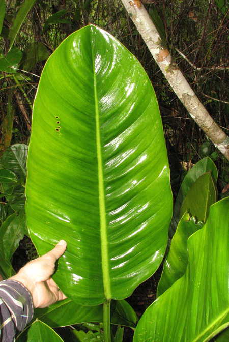 Philodendron remifolium