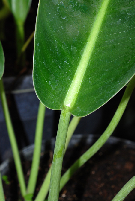 Philodendron renauxii