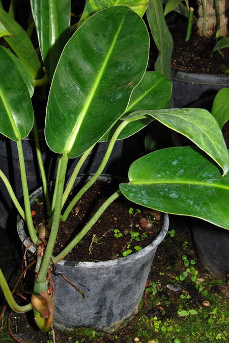 Philodendron renauxii