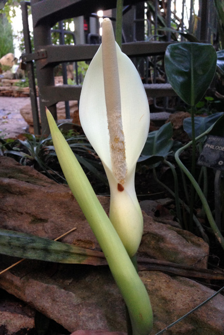 Philodendron renauxii