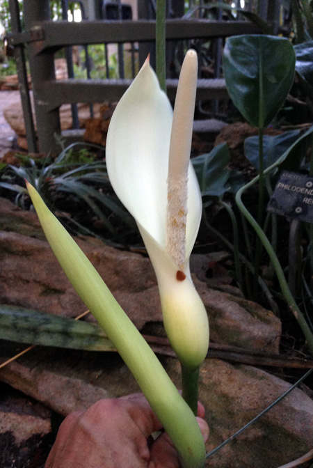 Philodendron renauxii
