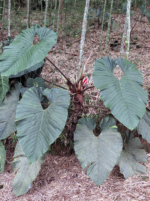 Philodendron rex