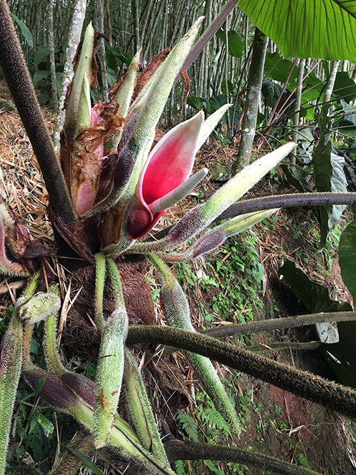 Philodendron rex