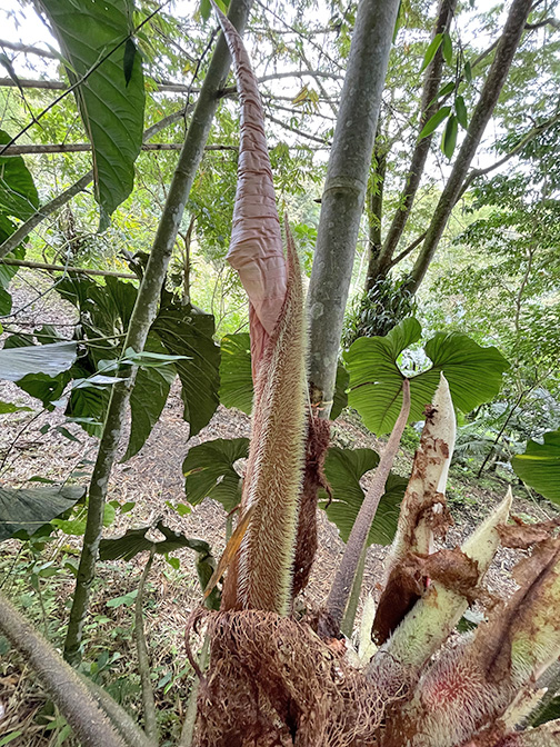 Philodendron rex