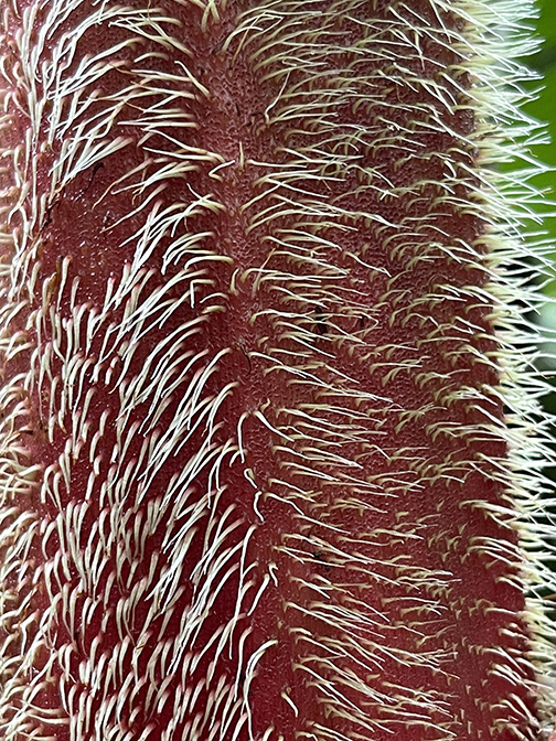 Philodendron rex