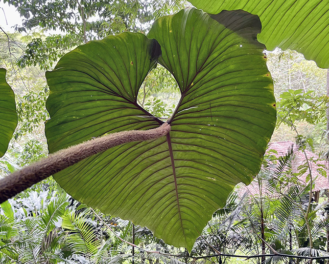 Philodendron rex