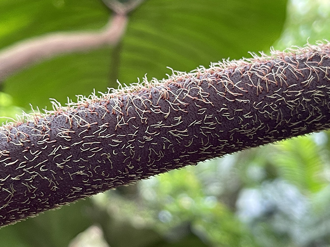 Philodendron rex