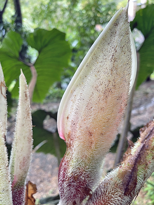 Philodendron rex