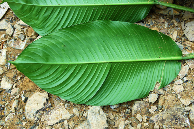 Philodendron rhodoaxis
