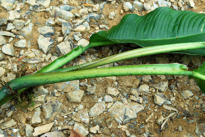 Philodendron rhodoaxis