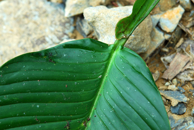 Philodendron rhodoaxis