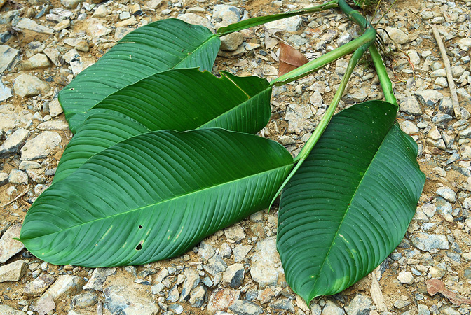 Philodendron rhodoaxis