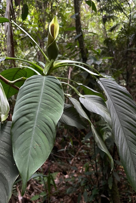 Philodendron rojasianum
