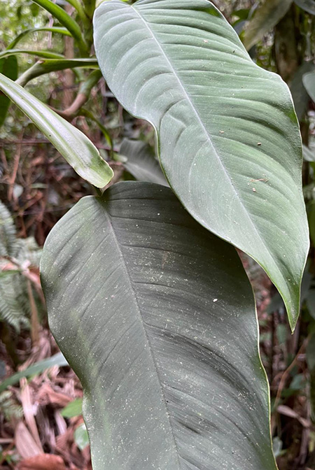 Philodendron rojasianum