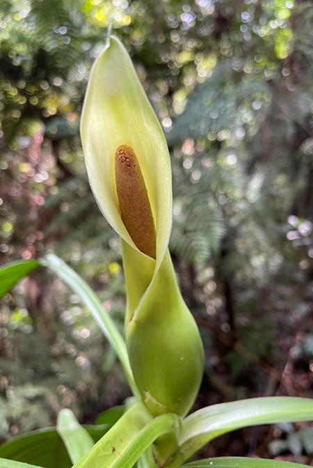 Philodendron rojasianum