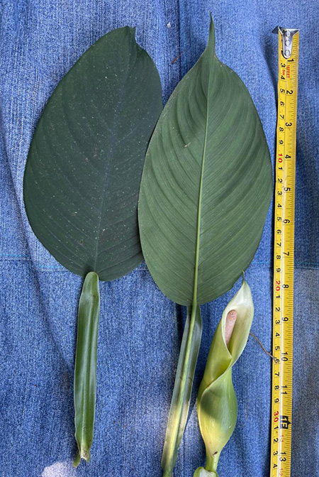 Philodendron rojasianum