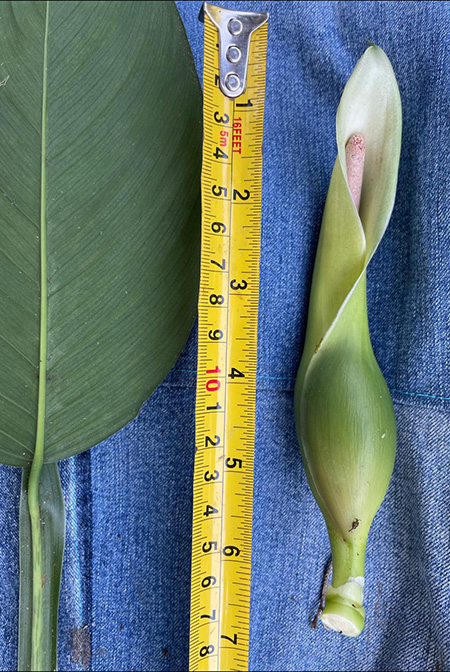 Philodendron rojasianum