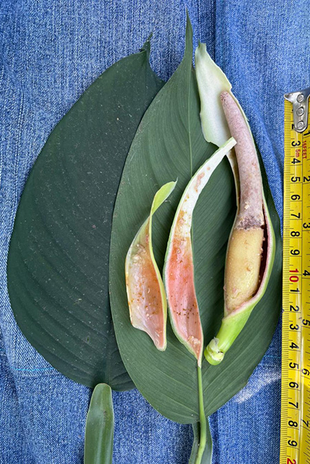 Philodendron rojasianum