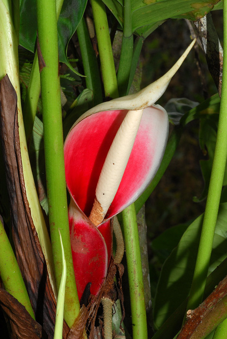 Philodendron roseocataphyllum