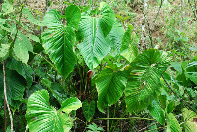Philodendron roseocataphyllum