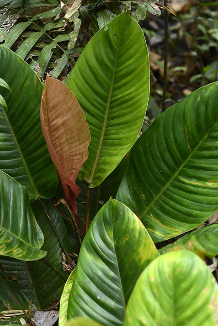 Philodendron roseospathum