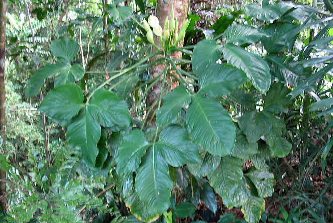 Philodendron rothschuhianum