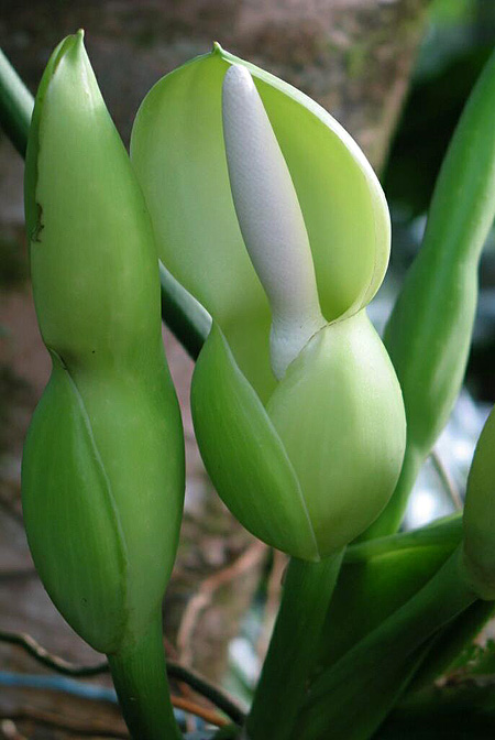 Philodendron rothschuhianum