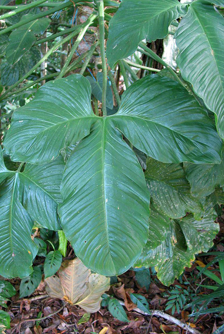 Philodendron rothschuhianum