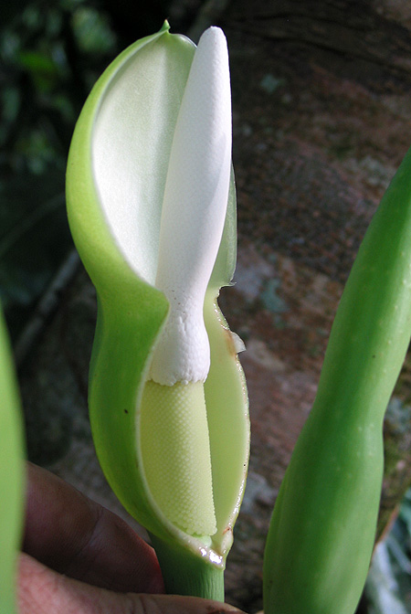 Philodendron rothschuhianum