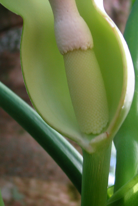 Philodendron rothschuhianum