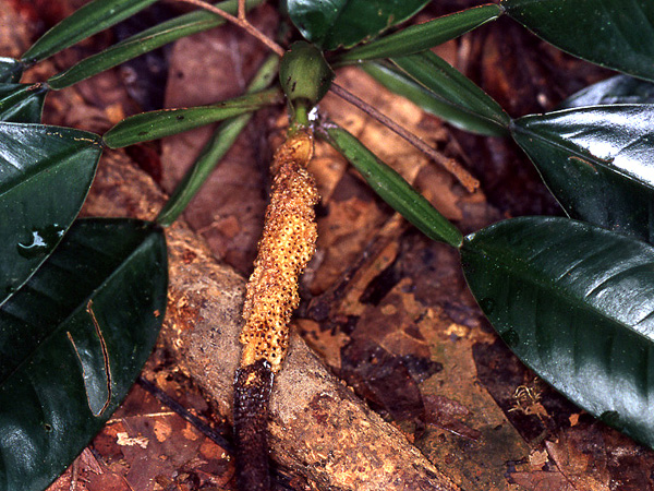 Philodendron rudgeanum