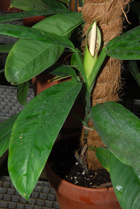 Philodendron rudgeanum