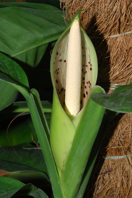 Philodendron rudgeanum