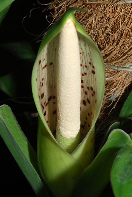 Philodendron rudgeanum