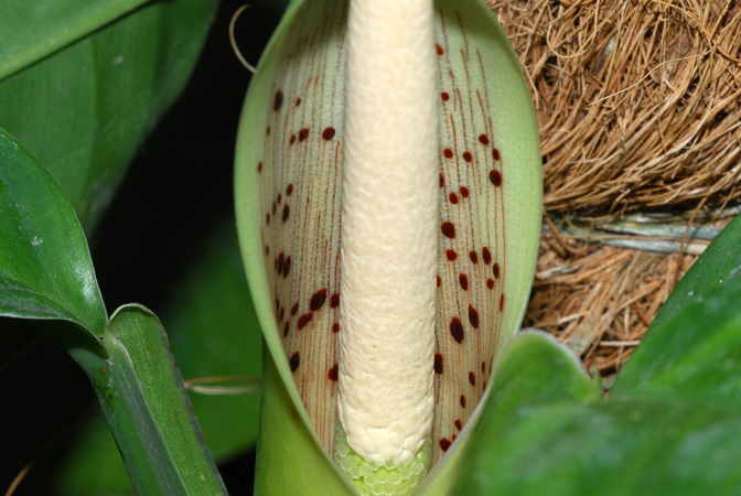 Philodendron rudgeanum