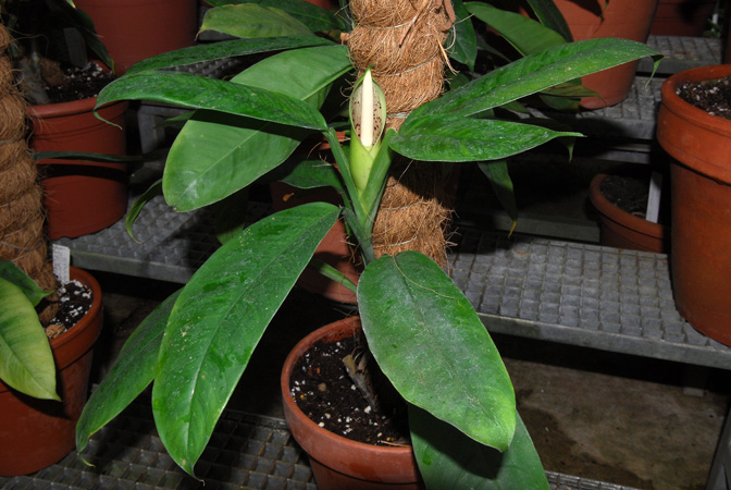 Philodendron rudgeanum